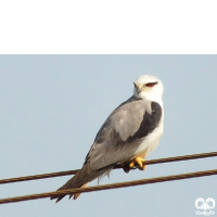 گونه کورکور بال سیاه Black-winged Kite